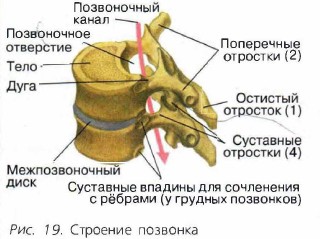 Где Находится 12 Позвонок У Человека Фото